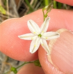 Caesia parviflora at Lake Conjola, NSW - 26 Nov 2024 by lbradley