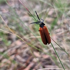 Porrostoma rhipidium (Long-nosed Lycid (Net-winged) beetle) at Kingsdale, NSW - 24 Nov 2024 by trevorpreston