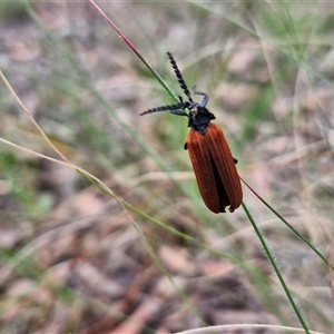 Porrostoma rhipidium (Long-nosed Lycid (Net-winged) beetle) at Kingsdale, NSW by trevorpreston