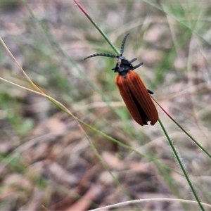 Porrostoma rhipidium at Kingsdale, NSW - 25 Nov 2024