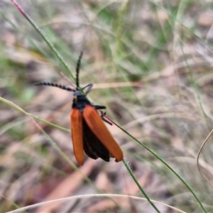 Porrostoma rhipidium at Kingsdale, NSW - 25 Nov 2024