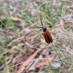 Porrostoma rhipidium at Kingsdale, NSW - 25 Nov 2024