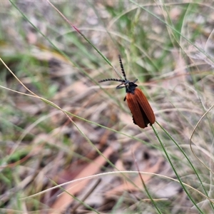 Porrostoma rhipidium at Kingsdale, NSW - 25 Nov 2024