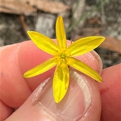 Tricoryne elatior (Yellow Rush Lily) at Lake Conjola, NSW - 26 Nov 2024 by lbradley