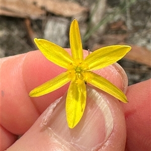 Tricoryne elatior (Yellow Rush Lily) at Lake Conjola, NSW by lbradley