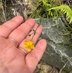 Hypericum gramineum at Lake Conjola, NSW - 26 Nov 2024 12:11 PM