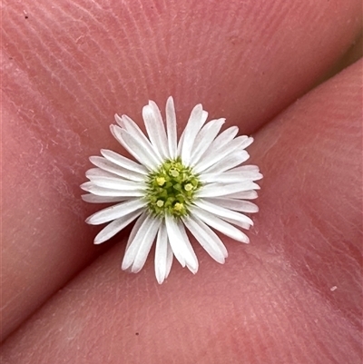 Lagenophora sublyrata at Lake Conjola, NSW - 26 Nov 2024 by lbradley