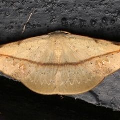 Onycodes rubra (A Geometer moth (Oenochrominae)) at Bulli, NSW - 24 Nov 2024 by jb2602