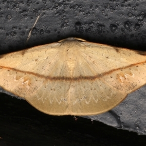 Onycodes rubra at Bulli, NSW - 24 Nov 2024 09:44 PM