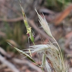 Rytidosperma (genus) (Wallaby Grass) at Kingsdale, NSW - 25 Nov 2024 by trevorpreston