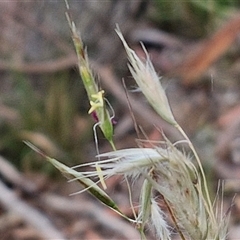 Rytidosperma sp. (Wallaby Grass) at Kingsdale, NSW - 25 Nov 2024 by trevorpreston