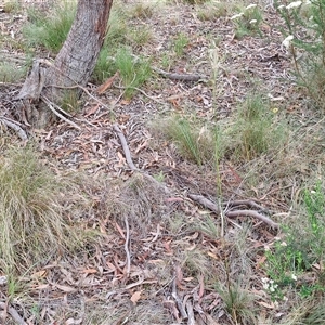 Rytidosperma sp. at Kingsdale, NSW - 25 Nov 2024