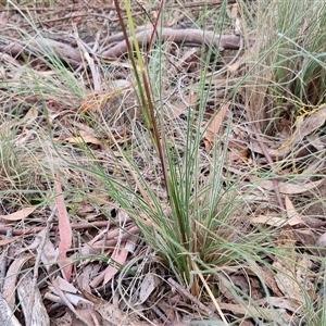 Rytidosperma sp. at Kingsdale, NSW - 25 Nov 2024