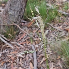 Rytidosperma sp. at Kingsdale, NSW - 25 Nov 2024