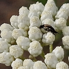 Mordella sp. (genus) (Pintail or tumbling flower beetle) at Kingsdale, NSW - 25 Nov 2024 by trevorpreston