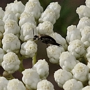 Mordella sp. (genus) at Kingsdale, NSW - 25 Nov 2024