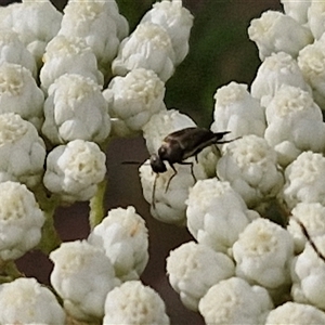 Mordella sp. (genus) at Kingsdale, NSW - 25 Nov 2024