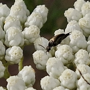 Mordella sp. (genus) at Kingsdale, NSW - 25 Nov 2024