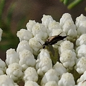 Mordella sp. (genus) at Kingsdale, NSW - 25 Nov 2024