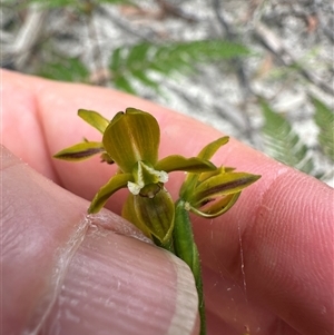 Prasophyllum flavum at Lake Conjola, NSW - suppressed