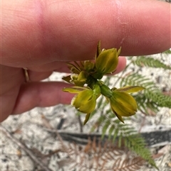 Prasophyllum flavum at Lake Conjola, NSW - suppressed