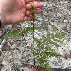 Prasophyllum flavum at Lake Conjola, NSW - suppressed