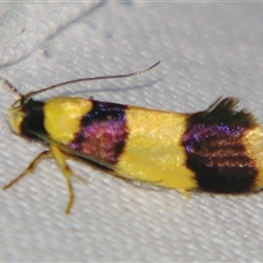 Telecrates laetiorella (A Gelechioid moth (Xyloryctidae)) at Sheldon, QLD - 15 Mar 2008 by PJH123