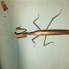 Unidentified Praying mantis (Mantodea) at Goulburn, NSW - 25 Nov 2024 by glbn1