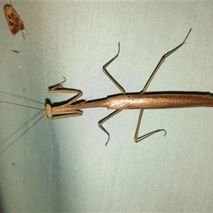 Unidentified Praying mantis (Mantodea) at Goulburn, NSW by glbn1