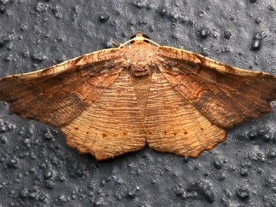 Idiodes rhacodes (A Geometer moth (Ennominae) at Bulli, NSW - 24 Nov 2024 by jb2602