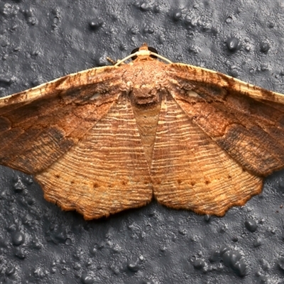 Idiodes rhacodes (A Geometer moth (Ennominae) at Bulli, NSW - 24 Nov 2024 by jb2602