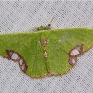 Comibaena mariae (Maria's Emerald) at Sheldon, QLD by PJH123