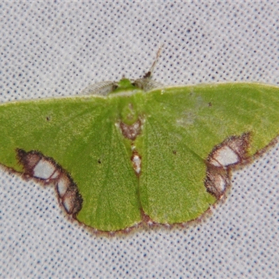 Comibaena mariae (Maria's Emerald) at Sheldon, QLD - 14 Mar 2008 by PJH123