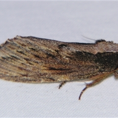 Hylaeora capucina (Cowled Rough-head) at Sheldon, QLD - 15 Mar 2008 by PJH123