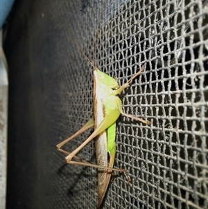 Conocephalus semivittatus at Goulburn, NSW - 25 Nov 2024 06:02 PM