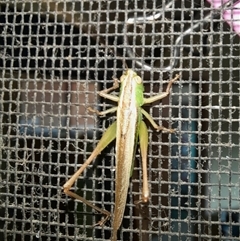 Conocephalus semivittatus at Goulburn, NSW - 25 Nov 2024