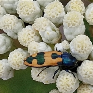 Castiarina hilaris at Kingsdale, NSW - 25 Nov 2024