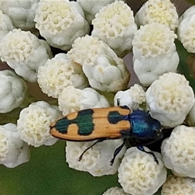 Castiarina hilaris (A jewel beetle) at Kingsdale, NSW - 25 Nov 2024 by trevorpreston