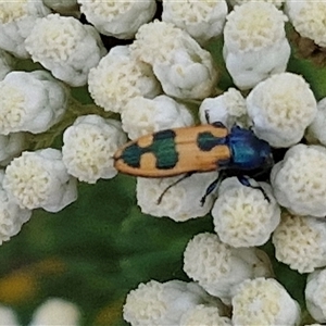 Castiarina hilaris at Kingsdale, NSW - 25 Nov 2024