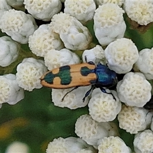 Castiarina hilaris at Kingsdale, NSW - 25 Nov 2024