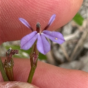 Lobelia anceps at Lake Conjola, NSW - 26 Nov 2024 12:30 PM