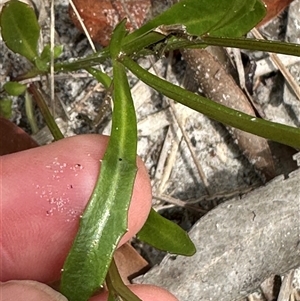 Lobelia anceps at Lake Conjola, NSW - 26 Nov 2024 12:30 PM