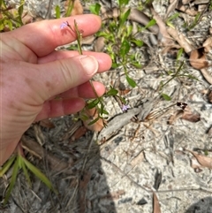 Lobelia anceps at Lake Conjola, NSW - 26 Nov 2024 12:30 PM