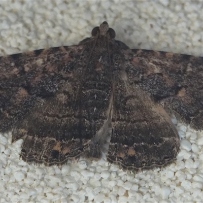 Diatenes aglossoides (An Erebid Moth) at Hall, ACT - 26 Nov 2024 by Anna123