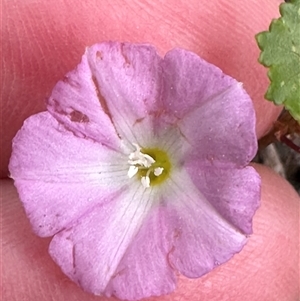 Convolvulus angustissimus subsp. angustissimus at Lake Conjola, NSW by lbradley