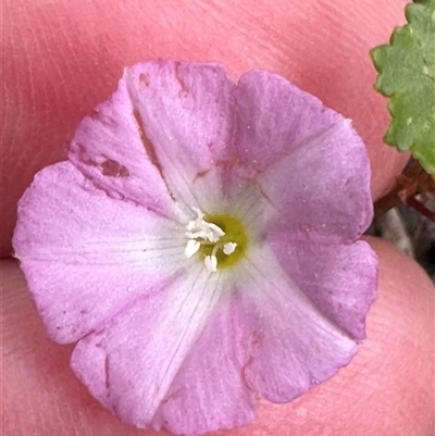 Convolvulus angustissimus subsp. angustissimus at Lake Conjola, NSW - 26 Nov 2024 by lbradley