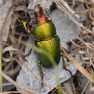 Lamprima aurata at Hall, ACT - 26 Nov 2024 08:47 AM