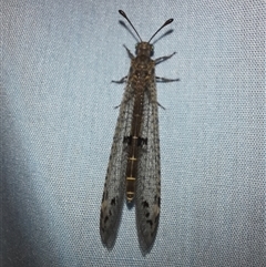 Bandidus canifrons (An Antlion Lacewing) at Goulburn, NSW - 24 Nov 2024 by glbn1