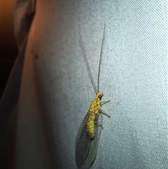 Italochrysa insignis at Goulburn, NSW - 24 Nov 2024