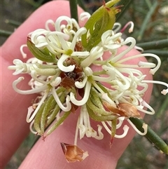 Hakea teretifolia (Dagger Hakea) at Lake Conjola, NSW - 26 Nov 2024 by lbradley